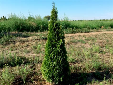 Thuja Smaragd 120 140 cm Höhe Vielfältiges Zypressen Angebot im