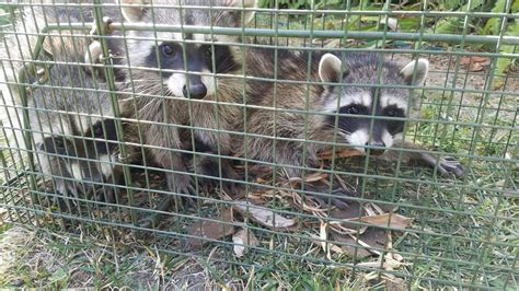 Raccoon Trapping Services | Urban Wildlife Trapping Experts