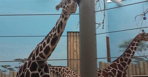 Imguraffe Approved Post Imgur