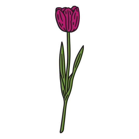 Tulip Flower Color Stroke Png And Svg Design For T Shirts