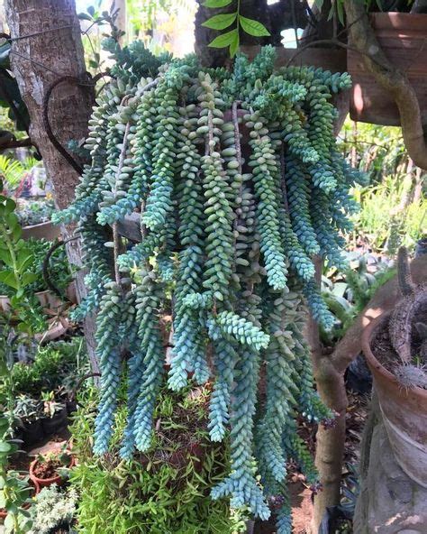 Donkey Tail Succulent Propagation 67 Ideas