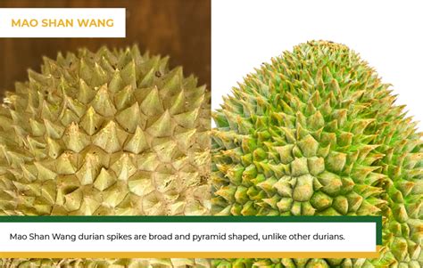 Ways To Tell Your Mao Shan Wang Durian Is The Real Deal