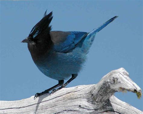 Bird That Looks Like A Blue Jay This Is The One