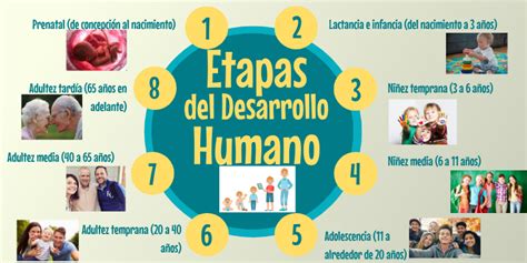 Infografia De Las Etapas Del Desarrollo Humano Nbkomputer