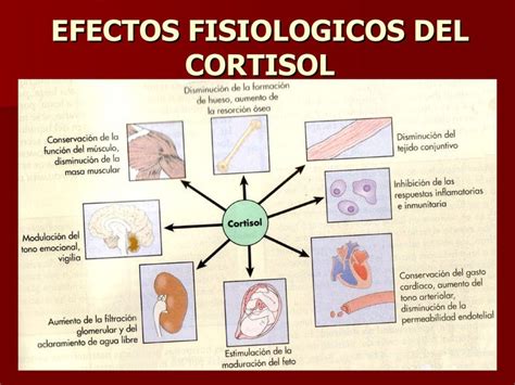 Sistema Endocrino