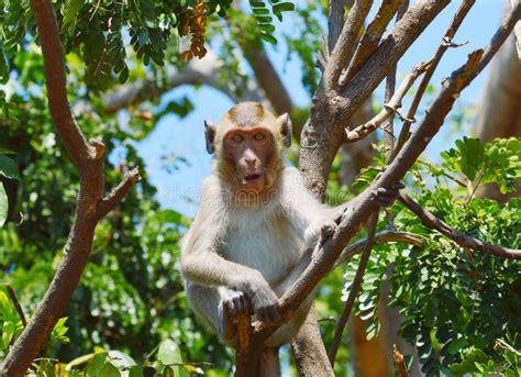 El Mono De La Rama En La Naturaleza En Tailandia Imagen De Archivo