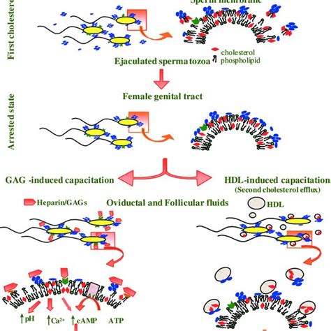 Mechanism Of Sperm Protection By Egg Yolk Manjunath Et A L 2002