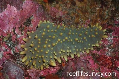 Isostichopus Fuscus Brown Sea Cucumber Reef Life Survey