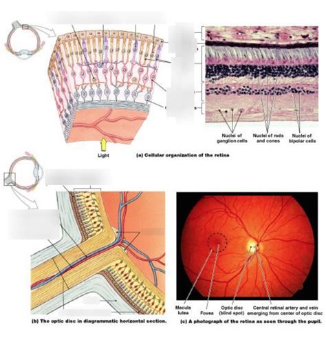 Cellular origination of the retina Diagram | Quizlet