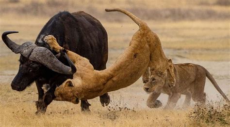 Lions D Afrique Chassant Ensemble