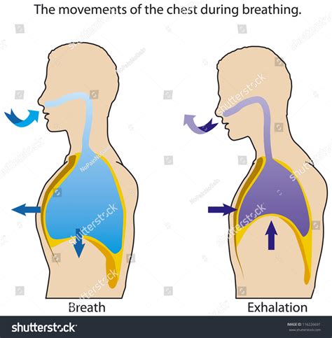 The Movements Of The Chest When Breathing Stock Vector Illustration