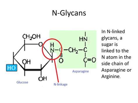 Ppt Evolution Of Glycan Diversity And Cellular Organization Of