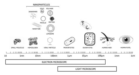 Relative Sizes Of Nanoparticles Compared To Common Biological