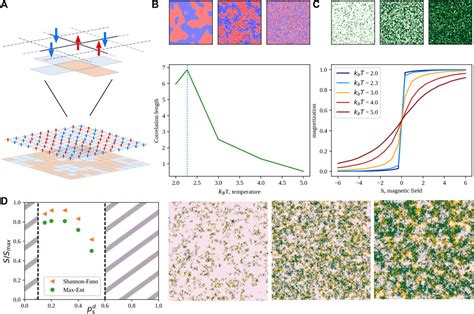 Frontiers Collective Behavior And Self Organization In Neural Rosette