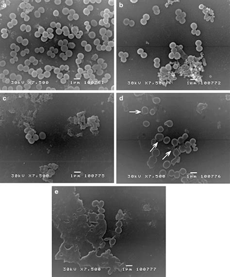 Scanning Electron Micrographs Of S Aureus Atcc 6538 Treated With Root