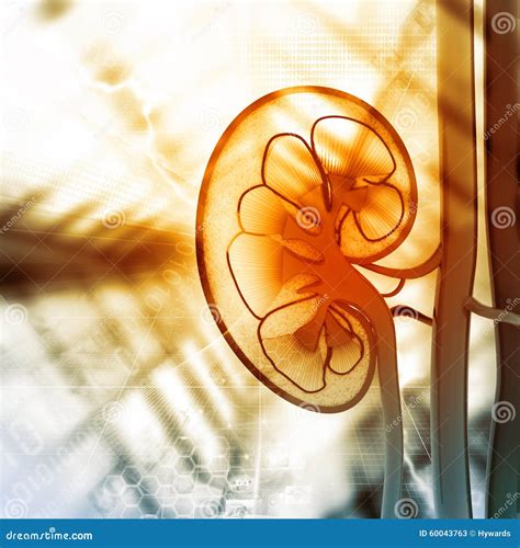 Kidney Cross Section Illustration Showing Glomerulus And Nephron