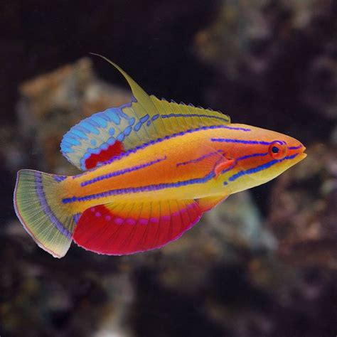 An Orange Blue And Yellow Fish Swimming In The Water