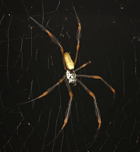 Tiger Spider From 38 Sir Samuel Griffith Dr Mount Coot Tha QLD 4066