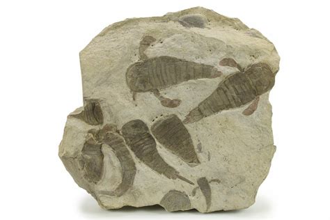 7.2" Plate of Eurypterus (Sea Scorpion) Fossils - Ukraine (#284411) For ...