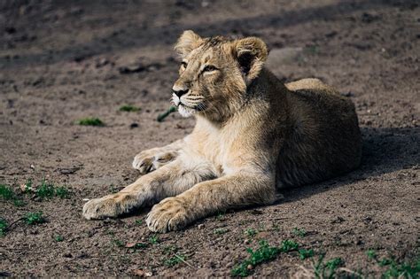 León Animal Mamífero Foto Gratis En Pixabay Pixabay