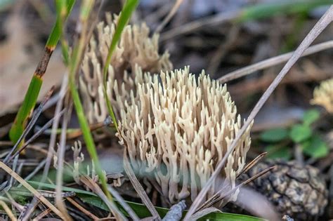 Coral Fungi From