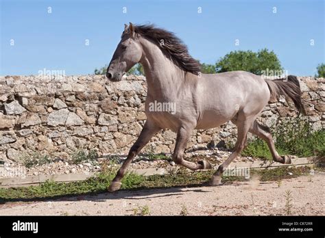 Sorraia horse rare breed animal Portugal Europe Stock Photo - Alamy