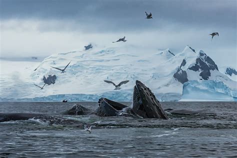 A voyage into Antarctica | Canadian Geographic