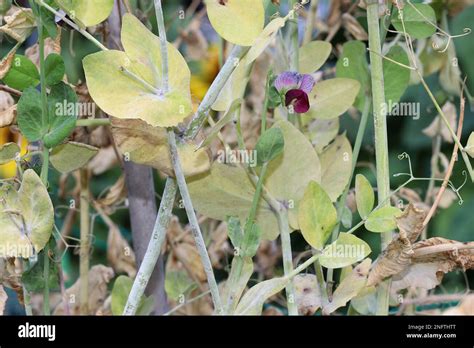 Enfermedad de las plantas fúngicas Mildew polvoriento en las hojas y