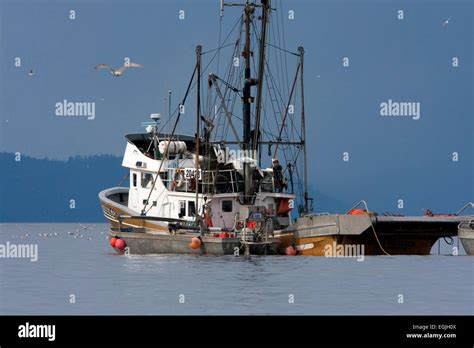 Fishing boat fishing for pacific herring in Strait of Georgia (Salish ...