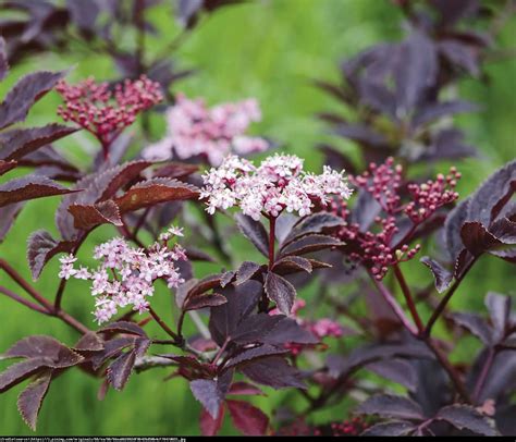 Bez Czarny Thundercloud NowoŚĆ Dwukolorowe Kwiaty Sambucus Nigra