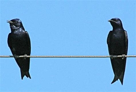 Purple Martin Bird School | Cape Coral Friends of Wildlife