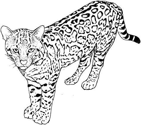 Leopard #9732 (Animals) – Free Printable Coloring Pages