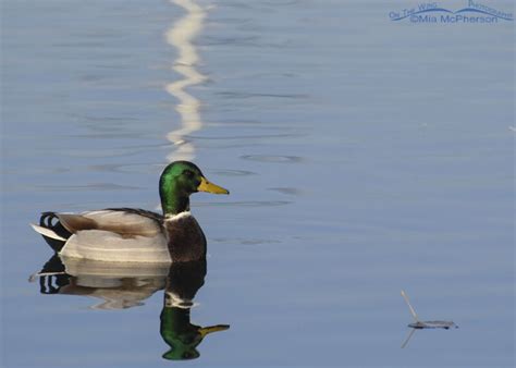 Drake Mallard Reflections Mia McPherson S On The Wing Photography