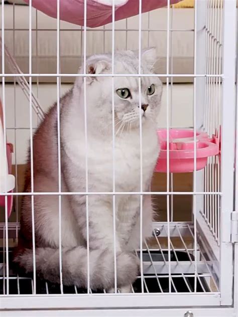 Ready 2 3 4 5 Tingkat Layer Sangkar Kucing Besar Large Cat Cage Roda