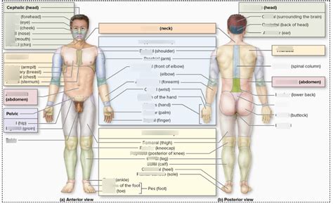 Body Regions Diagram Quizlet