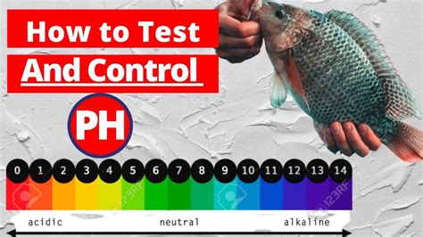 How To Test And Control The Ph Level In Fish Tank Onyx Aqua Farm