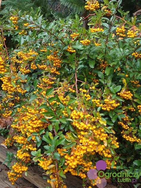 Pyracantha cocinea Yellow Ognik szkarłatny Drzewa i krzewy