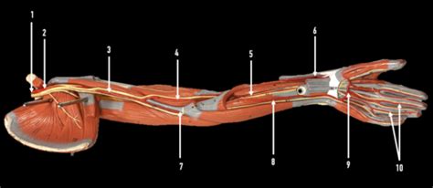 Neurovasculature Of The Upper Extremity Lab Flashcards Quizlet