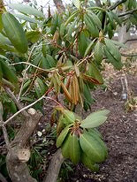 Bad Odds With Azaleas Rhododendrons