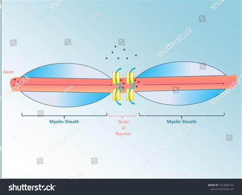 Schematic View Saltatory Conduction Action Potential Stock Illustration ...