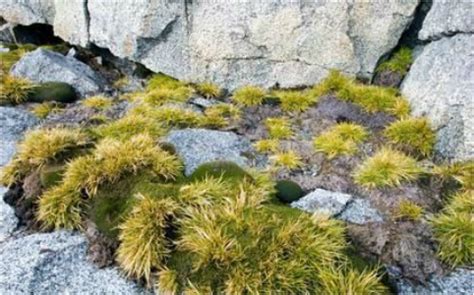 Antarctic Hair Grass - Antarctica