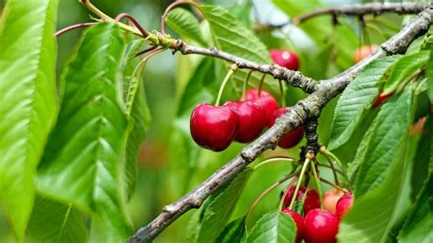 Cerises comment planter cultiver et récolter des cerises Les