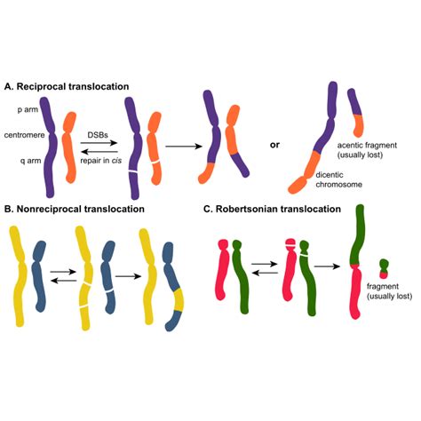 Types Of Chromosomal Translocations The Illegitimate Repair Of The Two