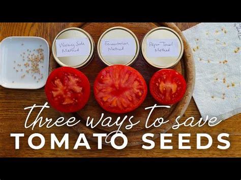 5 Easy Methods To Preserve Tomato Seeds Without Fermenting