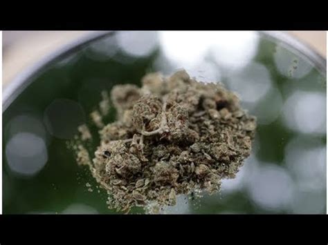 SCJN Concede Amparo Para Importar Semillas De Marihuana YouTube