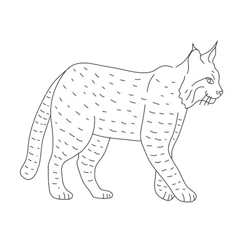 Premium Vector Bobcat In Line Art Drawing Style Vector Illustration