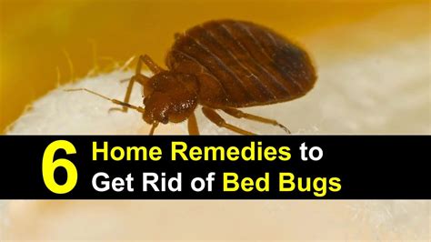 Home Remedies To Kill Bed Bugs And Their Eggs Bed Western