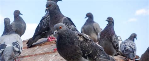 Pigeon Control Brisbane 07 3186 8640 Professional Pigeon Removal