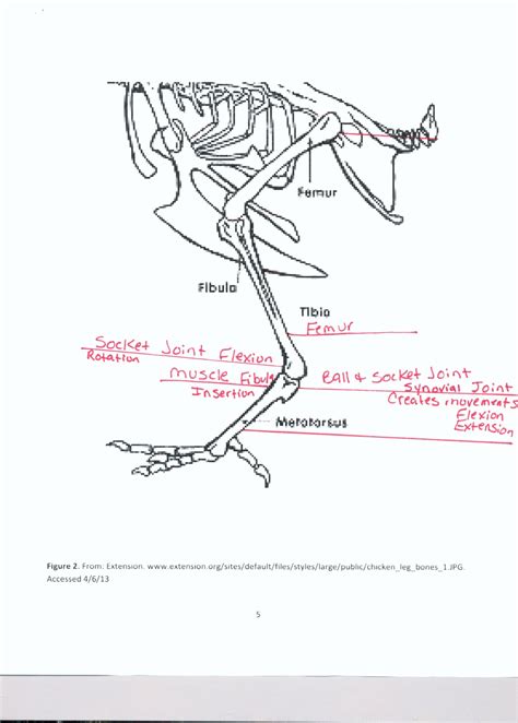 Rebecca Chicken Leg Dissection