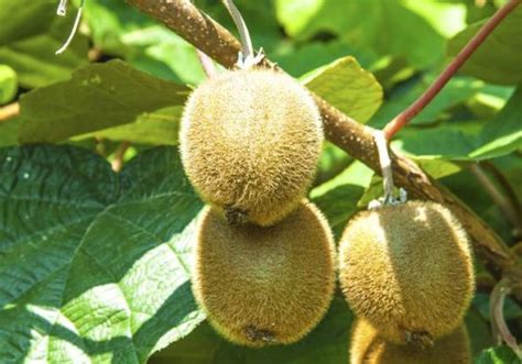 Kiwi Fruit Farming Archives Oxfarm